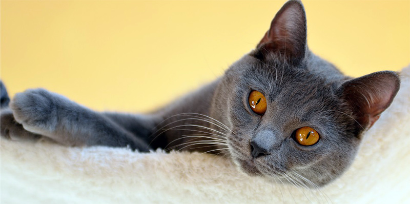 Chartreux femelle
