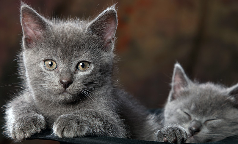 Jeune chaton chartreux