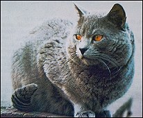 Icare de Guerveur, un bel exemple de mâle chartreux de cette époque