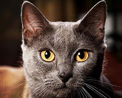 La galerie photo de Chartreux d'Europe