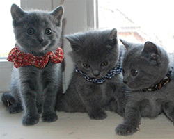 Chartreux chatons