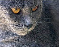 Le chartreux dans l'histoire