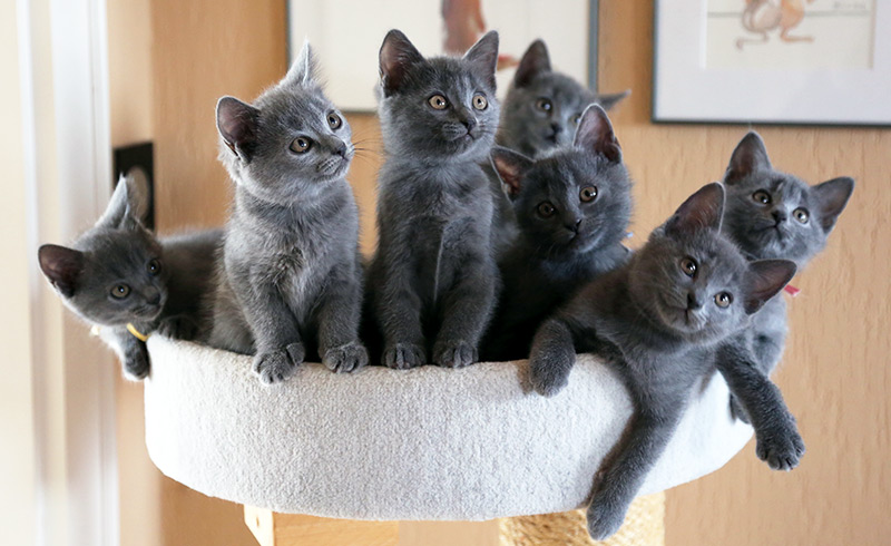 La crèche des chatons chartreux
