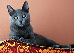 Angelina une Chartreux