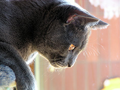 jeune chat Chartreux mâle