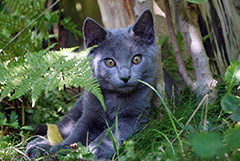 Chaton à vendre