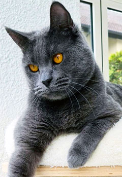 Chat mâle Eragon