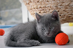 chatton du Chartreux