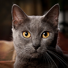 Portrait d'un chat chartreux