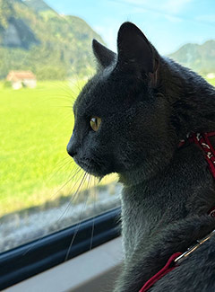 Le chat Léonardo en voyage