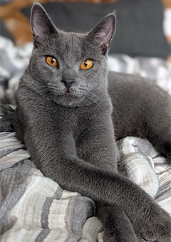Louis Beauté de Rottal