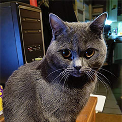Merlin de Francfort