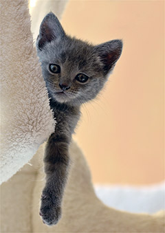 chatton Chartreux