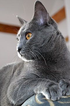 spectaculaire Chartreux